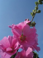 /album/plants/plants-6-jpg/